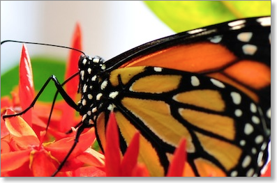 monarch_butterfly