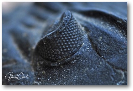 Trilobite