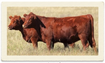 Red Heifers