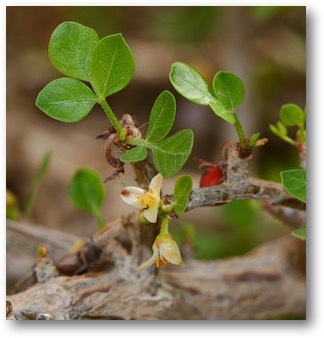 Balm of Gilead plant