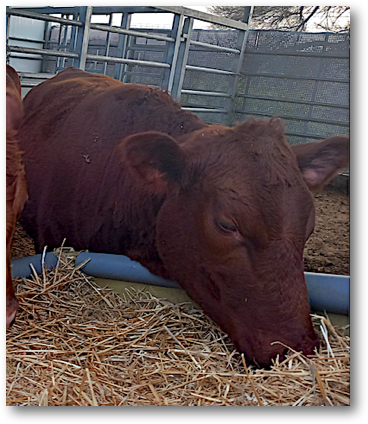 Red Heifer in Shiloh