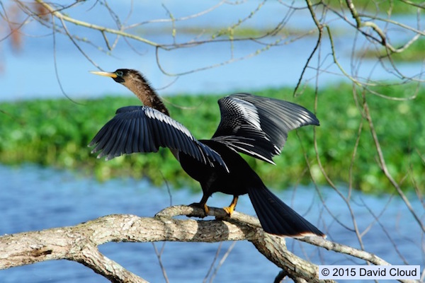 anhinga