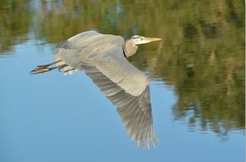 Great Blue Heron