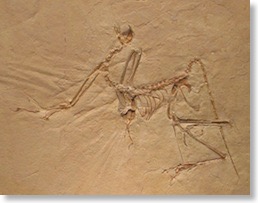 zz_archaeopteryx_fossil