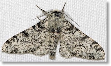 peppered _moth