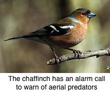 Chaffinch_(fringilla_coelebs)_m copy