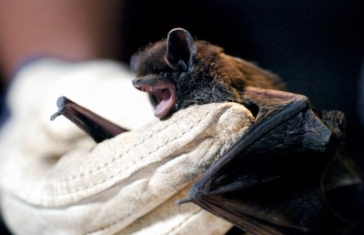 Rabid Bat