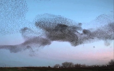 Starling Murmuration