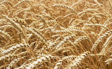 Ripe Stalks of Wheat