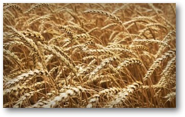 A Field of Wheat