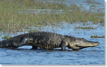 florida_wildlife_12