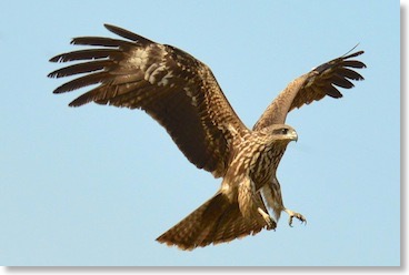 Black Kite