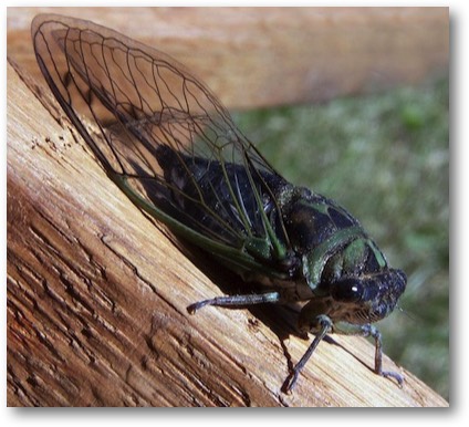 Cicada