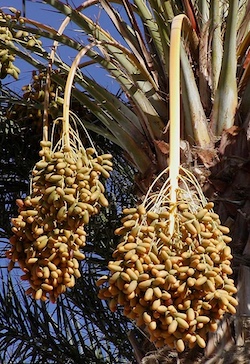 Date Palm