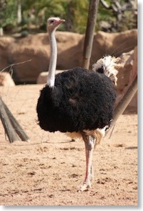 the_ostrich_01_28