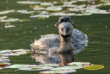 The Pied-Billed Grebe