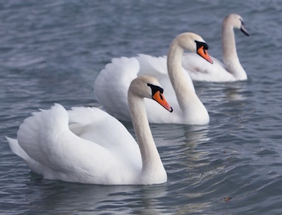 the_swan