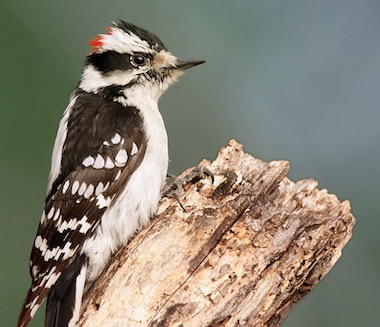 Downy Woodpecker