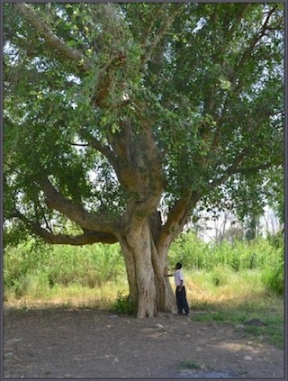 buy a tree in israel