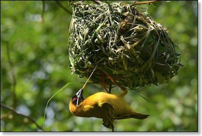 zz_weaver_bird_080614