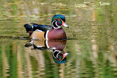 The Wood Duck