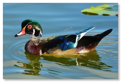 wood_duck_400